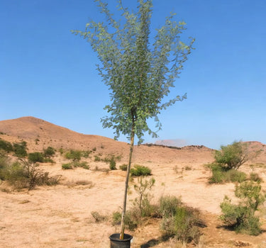 Acacia Farnesiana – Needle Bush / Vachellia Farnesiana
