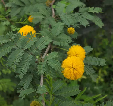 Acacia Farnesiana – Needle Bush / Vachellia Farnesiana