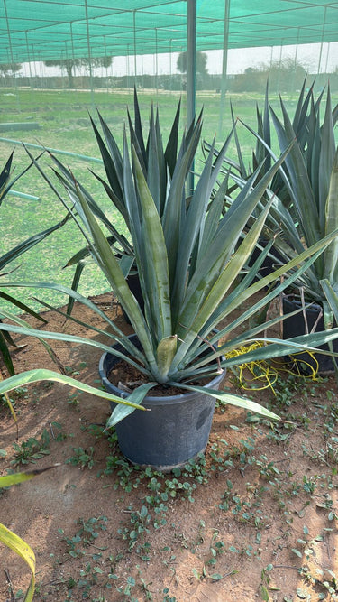 Agave Big Indoor and Outdoor Plants UAE. Potted agave plant in a garden setting with greenery in the background
