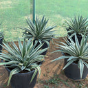 Agave Medium Plants UAE. Row of potted agave plants on a dirt surface with a green mesh background