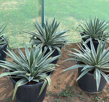 Agave Medium Plants UAE. Row of potted agave plants on a dirt surface with a green mesh background