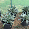 Agave Medium Plants UAE. Row of potted agave plants on a dirt surface with a green mesh background