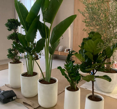 Air Purifying 5Plants Bundle Premium Plants UAE. Collection of potted plants in white pots on a wooden floor.