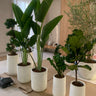 Air Purifying 5Plants Bundle Premium Plants UAE. Collection of potted plants in white pots on a wooden floor.