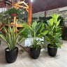 Air Purifying Bundle Indoor Plants UAE. Three potted plants on a wooden floor with a garden setting in the background. 