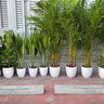 Air Purifying Plants Bundle 11 Pieces UAE. Row of potted plants on a red brick surface with a white building in the background.