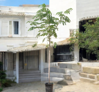 Albizia Lebbeck – Lebbek Tree (Frywood)