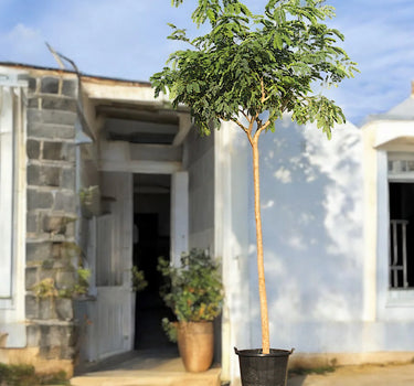 Albizia Lebbeck – Lebbek Tree (Frywood)