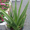 Aloe Vera Fully Grown Big Size Balcony Plants Dubai. Potted aloe vera plant with flowers in the background