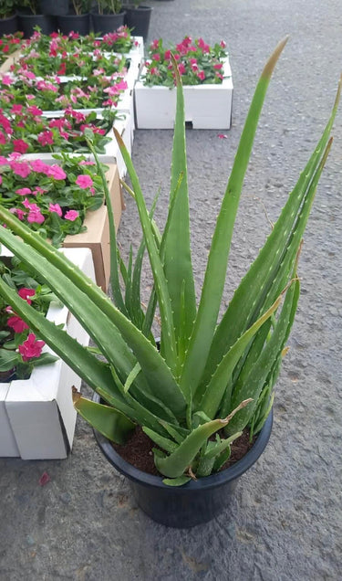 Aloe Vera Fully Grown Big Size Balcony Plants Dubai. Potted aloe vera plant with flowers in the background