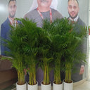 Areca 5 plants Bundle Office Plants UAE. Group of potted plants in front of a large portrait of a man with a lanyard.