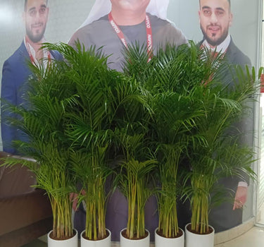 Areca 5 plants Bundle Office Plants UAE. Group of potted plants in front of a large portrait of a man with a lanyard.