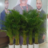 Areca 5 plants Bundle Office Plants UAE. Group of potted plants in front of a large portrait of a man with a lanyard.
