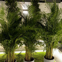 Areca Palm 3pcd Bundle Plants UAE. Potted plants on a stone surface with a modern architectural background