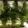 Areca Palm 3pcd Bundle Plants UAE. Potted plants on a stone surface with a modern architectural background