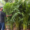 Areca Palm Medium 160-180cm Plants UAE. Potted plants stacked on a truck with a person partially visible