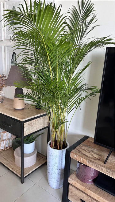 Areca Palm (Medium 160–170 cm) Indoor Plants UAE. Potted plant on a wooden shelf in a living room setting