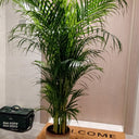 Areca Palm in Beige Medium 160-170cm Plants UAE. Potted plant on a welcome mat in front of a door