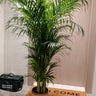Areca Palm in Beige Medium 160-170cm Plants UAE. Potted plant on a welcome mat in front of a door