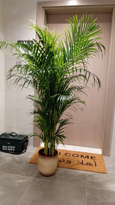 Areca Palm in Beige Medium 160-170cm Plants UAE. Potted plant on a welcome mat in front of a door