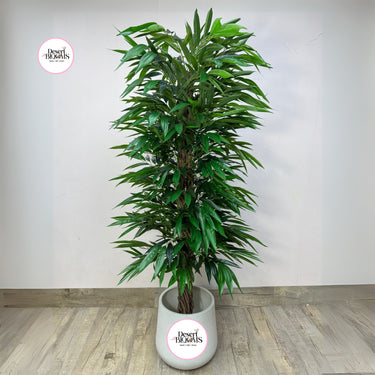 Artificial Amstel King Ficus 1.8m to 2m Home Decor UAE. Green potted plant on a wooden floor with a plain white wall background