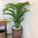 Artificial Areca in Rustic Indoor Plants UAE. Potted plant in a room with a desk and radiator