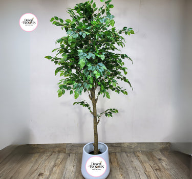 Artificial Benjamina Big Cheap Plants UAE. Potted plant with a white pot on a wooden floor against a plain wall, featuring 'Desert Blooms' logo.