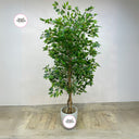 Artificial Benjamina Indoor and Outdoor Plants Dubai. Potted artificial tree with green leaves on a wooden floor against a white wall, branded 'Desert Blooms'.