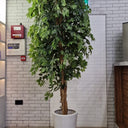 Artificial Benjamina Plants UAE. Potted plant in a room with tiled walls and a fire alarm.