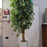 Artificial Benjamina Plants UAE. Potted plant in a room with tiled walls and a fire alarm.