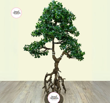 Artificial Bonsai 160-180cm Outdoor Plants Dubai. Artificial potted tree with roots on a wooden floor against a light beige wall, branded 'Desert Bonsai'.