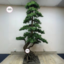 Artificial Bonsai 2.5m to 3m Premium Outdoor Plants Dubai