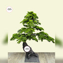 Artificial Bonsai Outdoor and Indoor Plants Dubai. Bonsai tree with a wooden base on a light beige background, featuring 'Desert Bonsais' logo.