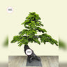 Artificial Bonsai Outdoor and Indoor Plants Dubai. Bonsai tree with a wooden base on a light beige background, featuring 'Desert Bonsais' logo.