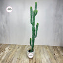 Artificial Cactus Plants Dubai. Potted cactus plant on a wooden floor with a plain background