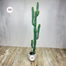 Artificial Cactus Plants Dubai. Potted cactus plant on a wooden floor with a plain background
