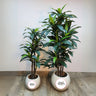 Artificial Cheap Bundle Plants UAE. Two potted plants with 'Desert Blooms' logo on a wooden floor against a white wall.