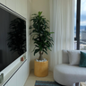 Artificial Dracaena Indoor Plants UAE. Living room with a large plant, gray sofa, and television.