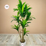 Artificial Dracaena Indoor and Outdoor Office Plants Dubai. Potted plant on a wooden floor with a beige wall background