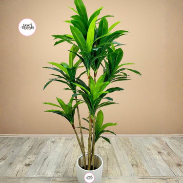 Artificial Dracaena Indoor and Outdoor Office Plants Dubai. Potted plant on a wooden floor with a beige wall background