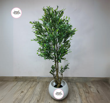 Artificial Olive Indoor Plants Dubai. Potted plant on a wooden floor with a plain white wall background