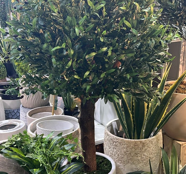 Artificial Olive Large Outdoor Plants UAE. Decorative potted plant in a store setting with other plants.