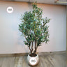 Artificial Olive Premium Plants UAE. Potted artificial olive tree with 'Desert Blooms' branding on a plain background