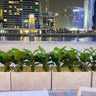 Artificial Plant Birds of Paradise in Rectangle Pot Plants UAE. Cityscape at night with illuminated buildings and a row of green plants in the foreground.