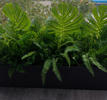 Artificial Plant Combo in Black Pot Plants UAE.Tall black rectangular planter with lush green plants on a wooden floor.