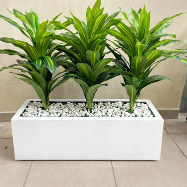 Artificial Plant Dracaena in Rectangle Pot Indoor Plants Dubai. Three green leafy plants in a white rectangular planter with decorative stones on a beige floor.