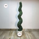 Artificial Spiral Topiary Outdoor Plants UAE. Spiral topiary plant in a pot with 'Desert Blooms' branding on a plain background