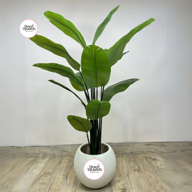 Artificial Travellers Palm 1.8m to 2m Indoor Plants Dubai. Potted plant with a white pot on a wooden floor, featuring 'Desert Blooms' logo.