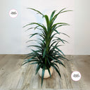 Artificial Yukka Indoor Cheap Plants UAE. Potted plant on a wooden surface with 'Desert Blooms' logo in corners.