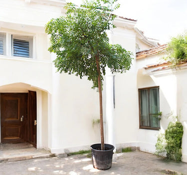 Azadirachta Indica – Neem Tree